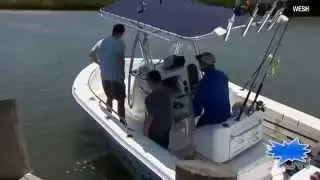 Great white shark heads to Florida coast - 2014