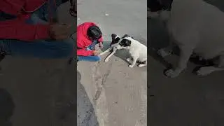 The dog was very hungry#tech
