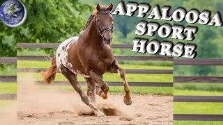 TOP Beautiful Appaloosa Sport Horse in the World!