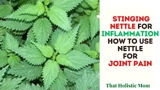 How To Use Nettle For Joint Pain? Stinging nettle root for inflammation