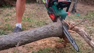 Forgotten Log transformed into Art