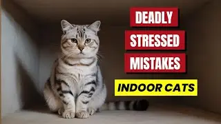 🚨 Indoor Cat Owners, NEVER Do This! (Scientists Warn) 🚨