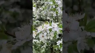 14 апреля 2024 г. Природа в апреле