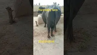 tard dairy farm 8302615546