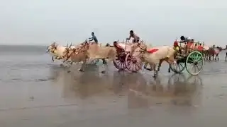 Running race Bullock cart racing - ox race 💥💥💥