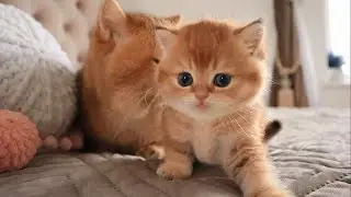 🔴Top 5 Most Beautiful Cat Breeds in The World🔴