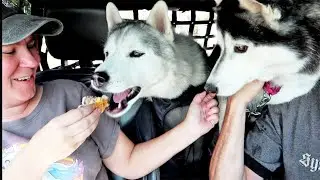 My Husky STOLE That Burger Bite!