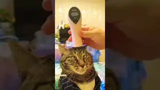 Funny cat videos. #funnycats #cutecats #petsfunnyvideos #cutecatclips #funnypets #petcatvideos