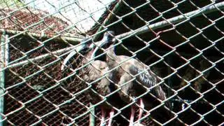 White shoulder Ibis ( Pseudibis papillosa davisoni )