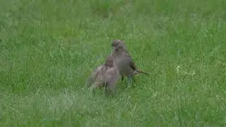 notre belle Nature - Maman moineau nourrit son petit