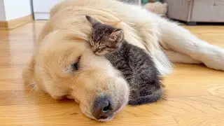 Tiny Kitten &ldquo;Attacks&rdquo; Golden Retriever With Endless Love!