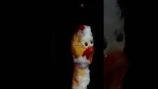 Hilarious Animal Antics: Cartoon Edition!