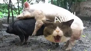 Black sow Vs white boar ★ Dusama Farms! #2