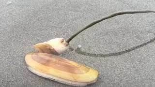 How do Razor Clams Dig Themselves Back Into the Sand
