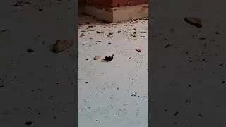Black Bee #cute #angrytiger