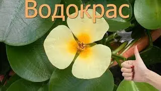 ❀ Плавающие растения - Водокрас - прудовое растение с плавающими листьями - как растёт водокрас?