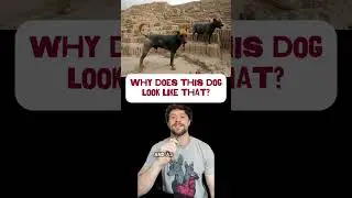 Why do hairless dogs look like that?
