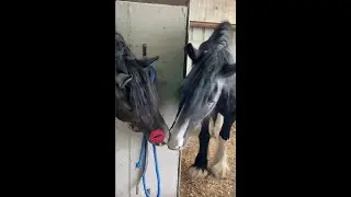 Apollo The Shire gives a peppermint kiss 💋