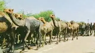 Largest Group of 391 Camels Is Walking on road
