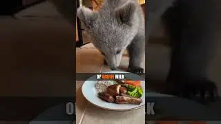 Смелое спасение медведя каякером...