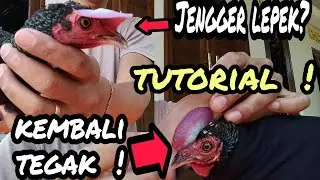 Jengger Ayam Hutan Lepek jadi Tegak Kembali || Ramuan Rahasia.. !!
