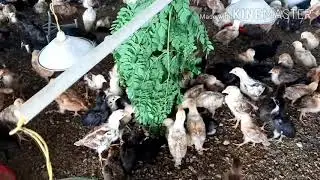 Chicks sale