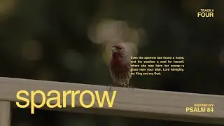 sparrow | Lyric Video | Will & Lydia