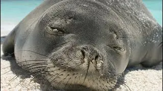 Hawaiian Monk Seal 🦭 Amazing / Гавайский Морской Котик 🦭