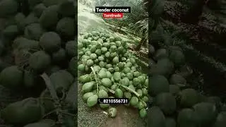Tamilnadu Pollachi Coconut Available| First Quality Premium#Coconut Available#shorts#vickyagro