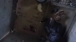 feeding of Native Chicken in the morning