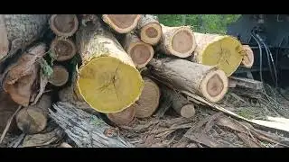 Someone tell what tree the yellow wood is