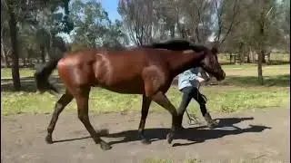 Rocktoberfest (NZ) 3yo Victorian Maiden Mid - Distance Prospect.