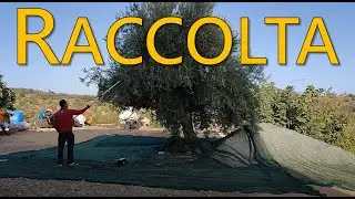 Raccolta Olive con ABBACCHIATORE CAMPAGNOLA - Campagna 2022