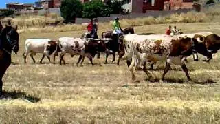 pre encierro (ALBALADEJO) 2011