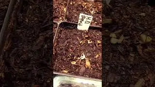Did you know you can grow potato plants from true seed? (not 
