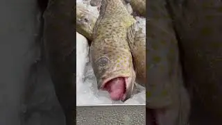 Don&rsquo;t eat me 😂 😛#hamour #fish #viral #fishing #shorts #youtubeshorts