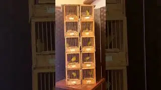 Harzer Roller Canary | Harzer Edelroller
