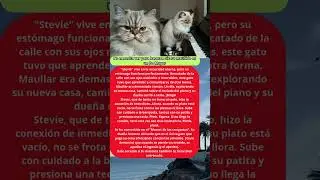 No necesita ver para hacerse o&iacute;r: su maullido es un Do Mayor