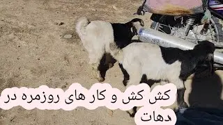     هوا آفتابی شده چلمه بکنیم  ( بیخی ده تای شیبار گم شده )🐐