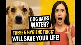 Why Your Dog Panics at Bath Time &mdash; The Truth Is Shocking 😱🐕