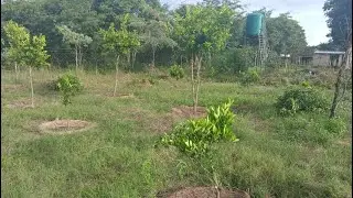 Day 37: What A Big Surprise. Orchard Update. Building Our Rural Retirement Homestead In Zimbabwe.