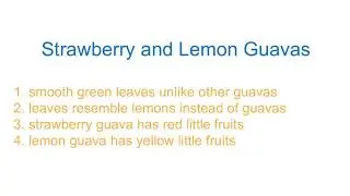 How to tell guava tree varieties