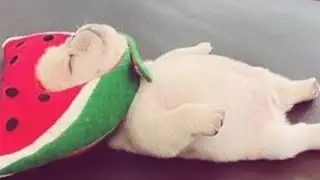 pibble&rsquo;s compilation