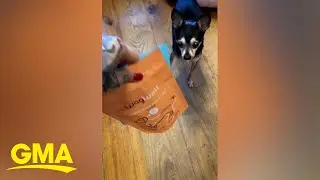 Senior dogs try out treats for toothless pets