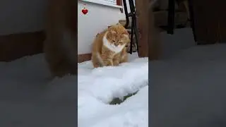 😻Funny cats. Snow Cats Challenge! Incredible tricks! Funny video! #cat #SnowChallenge #short #cute