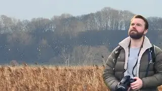 Exploring Winter Reedbeds | Marsh Harriers, Blacktoft Sands