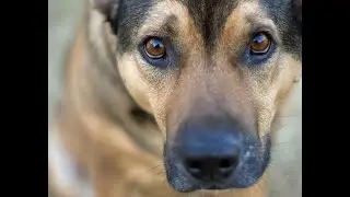 No, your dog probably can&rsquo;t predict an earthquake, scientists say