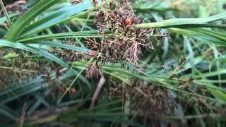 Spotless ladybugs / ladybirds / micraspis discolor