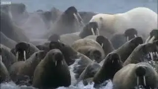 L walrus