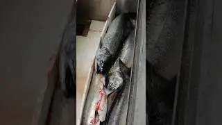 Удачный день для сбора океанской рыбы &mdash; лосось, линкод, окунь